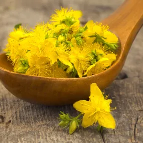 St. Johns Wort Seeds